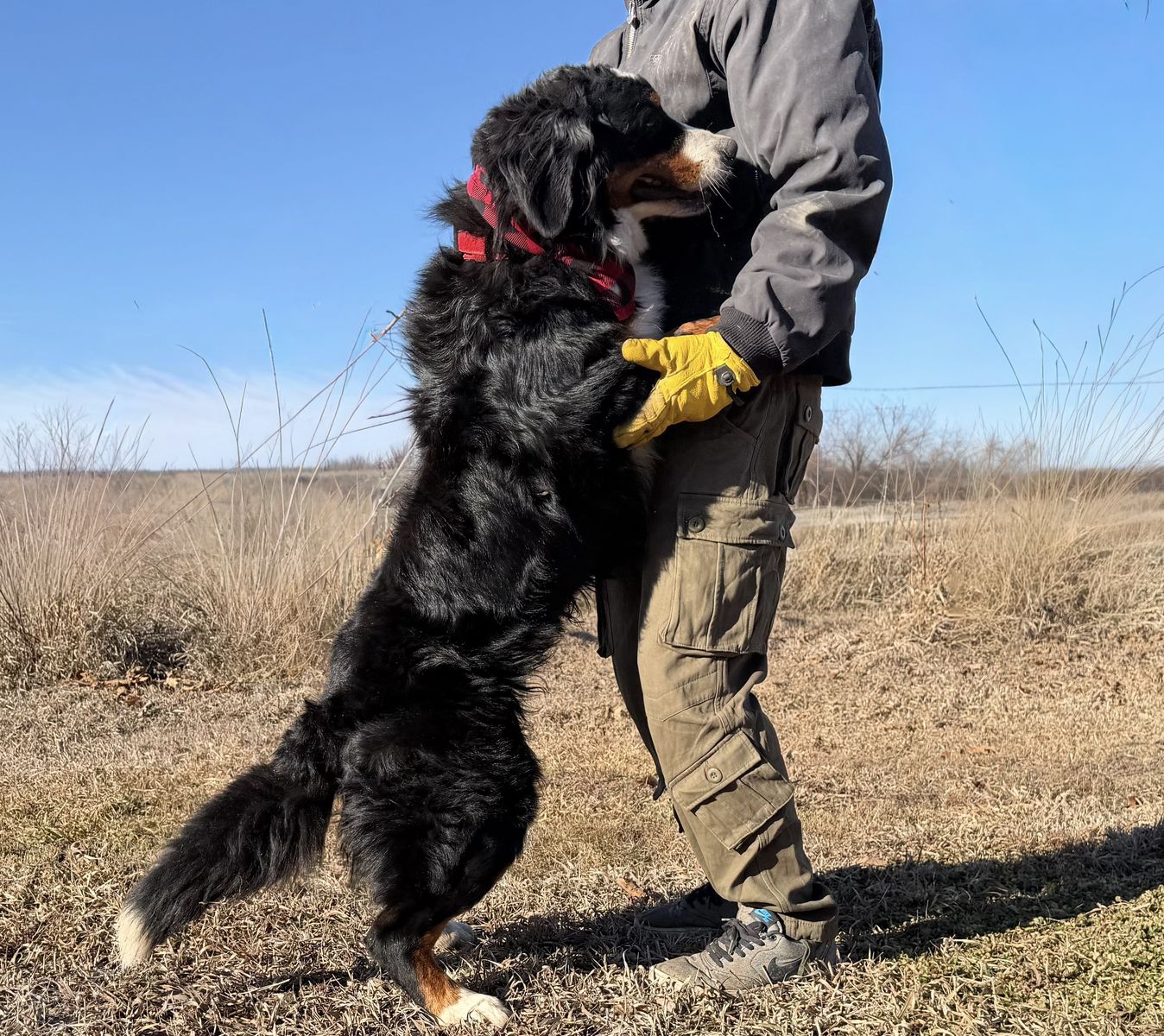 AKC Bernese Mountain Dog boy
