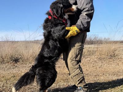 AKC Bernese Mountain Dog boy