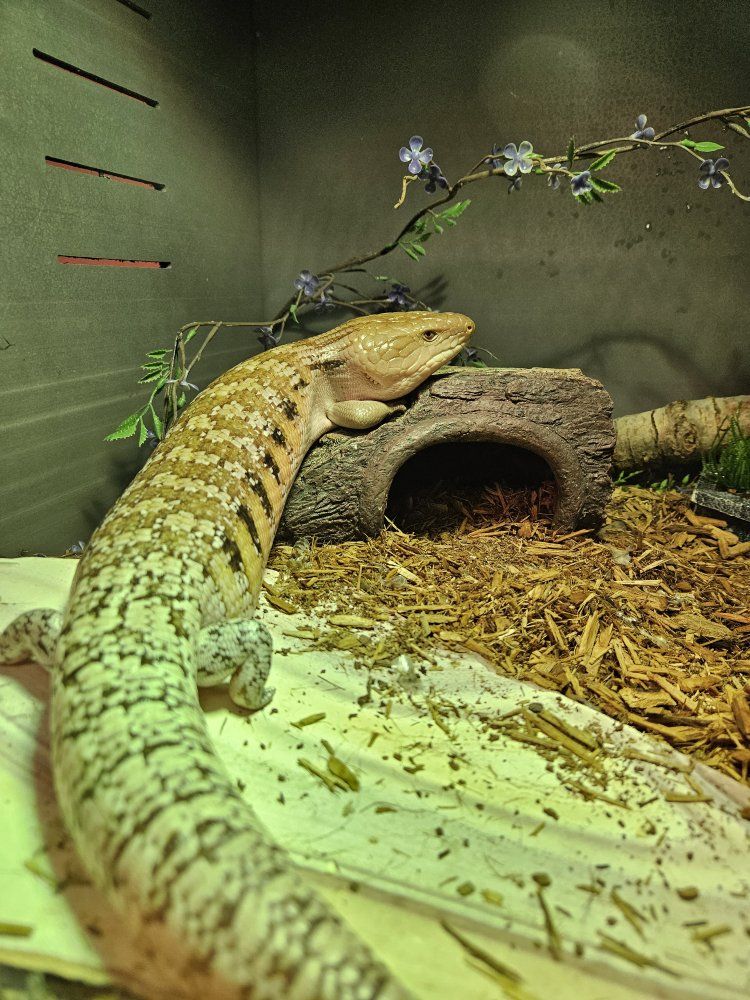 Blue Tongue Skink + 4x2x2 Enclosure