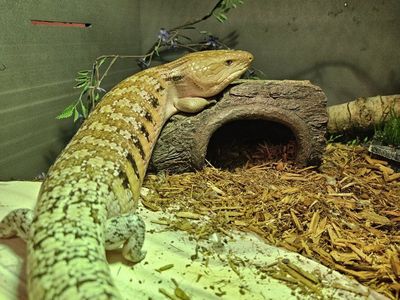 Blue Tongue Skink + 4x2x2 Enclosure