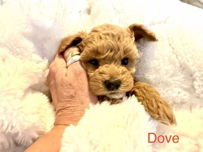 Perfectly Tiny Goldendoodle Puppies Ready March 8