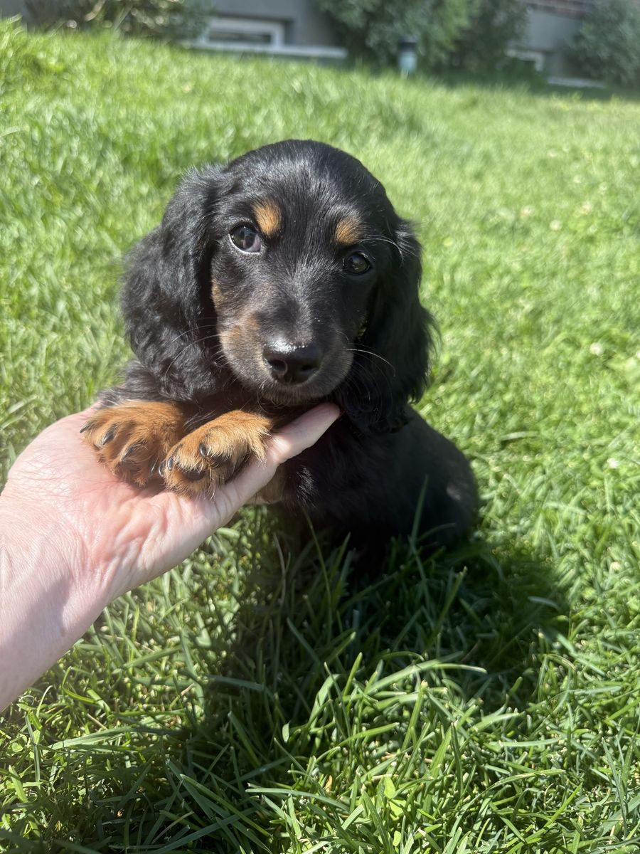 Dachshund Male  Puppies 1,000