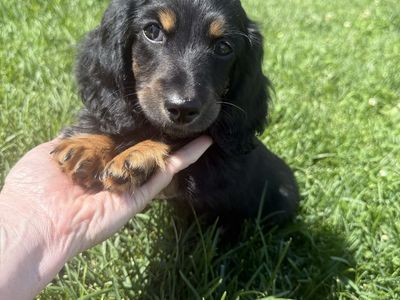 Dachshund Male Puppies 1,000