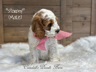 Cockapoo Puppy Ready To Go!