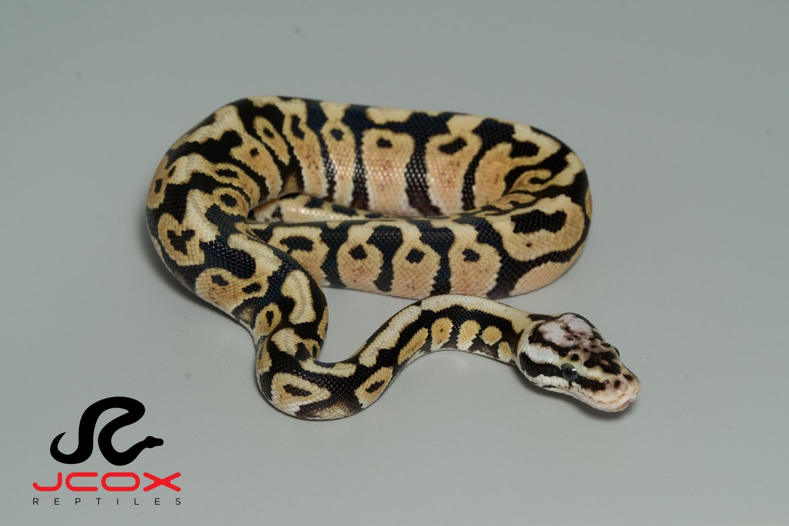 Pastel Spotnose Hi Od Het Cryptic or Clown 66% het DG
