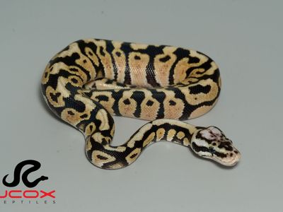 Pastel Spotnose Hi Od Het Cryptic or Clown 66% het DG
