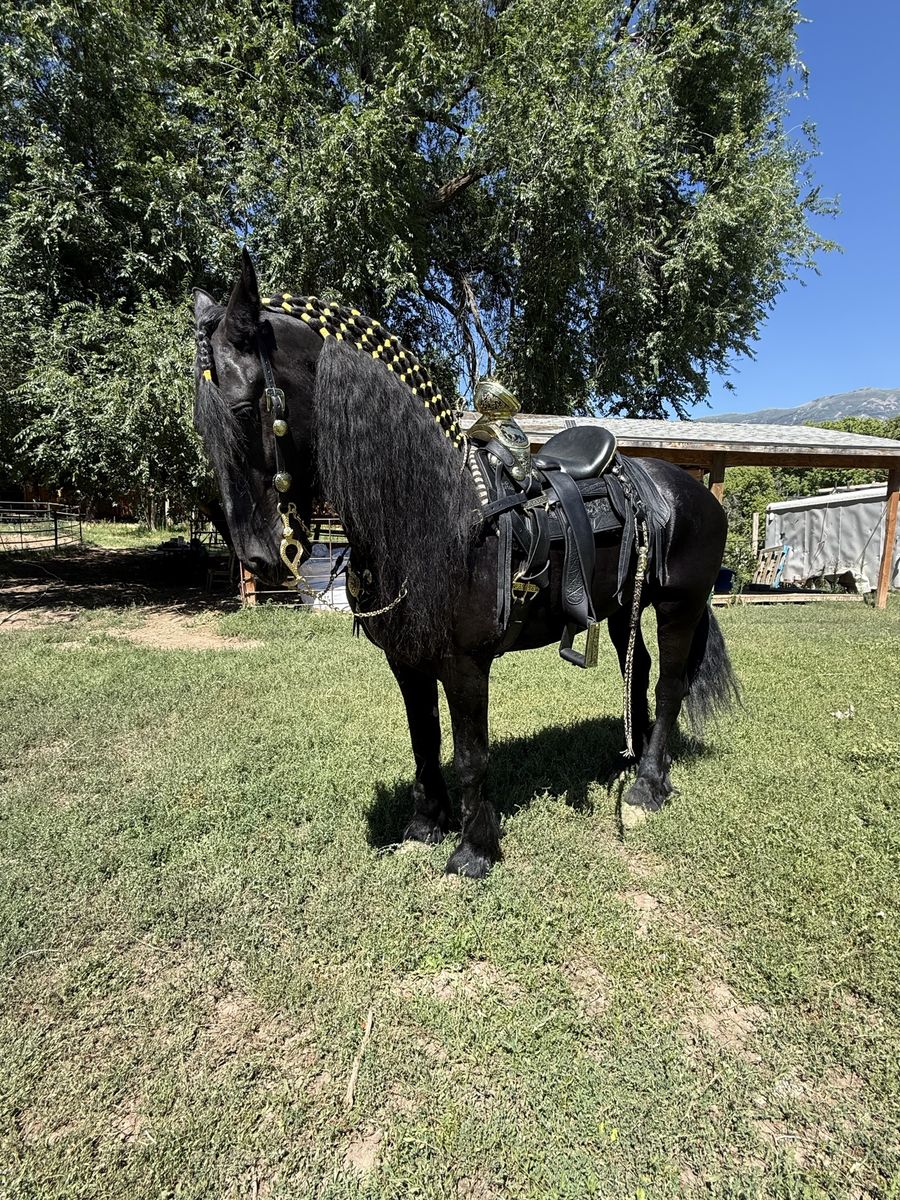 Black Friesian Horse Stallion for season