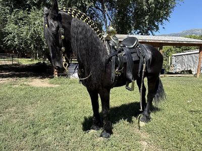 Black Friesian Horse Stallion for season