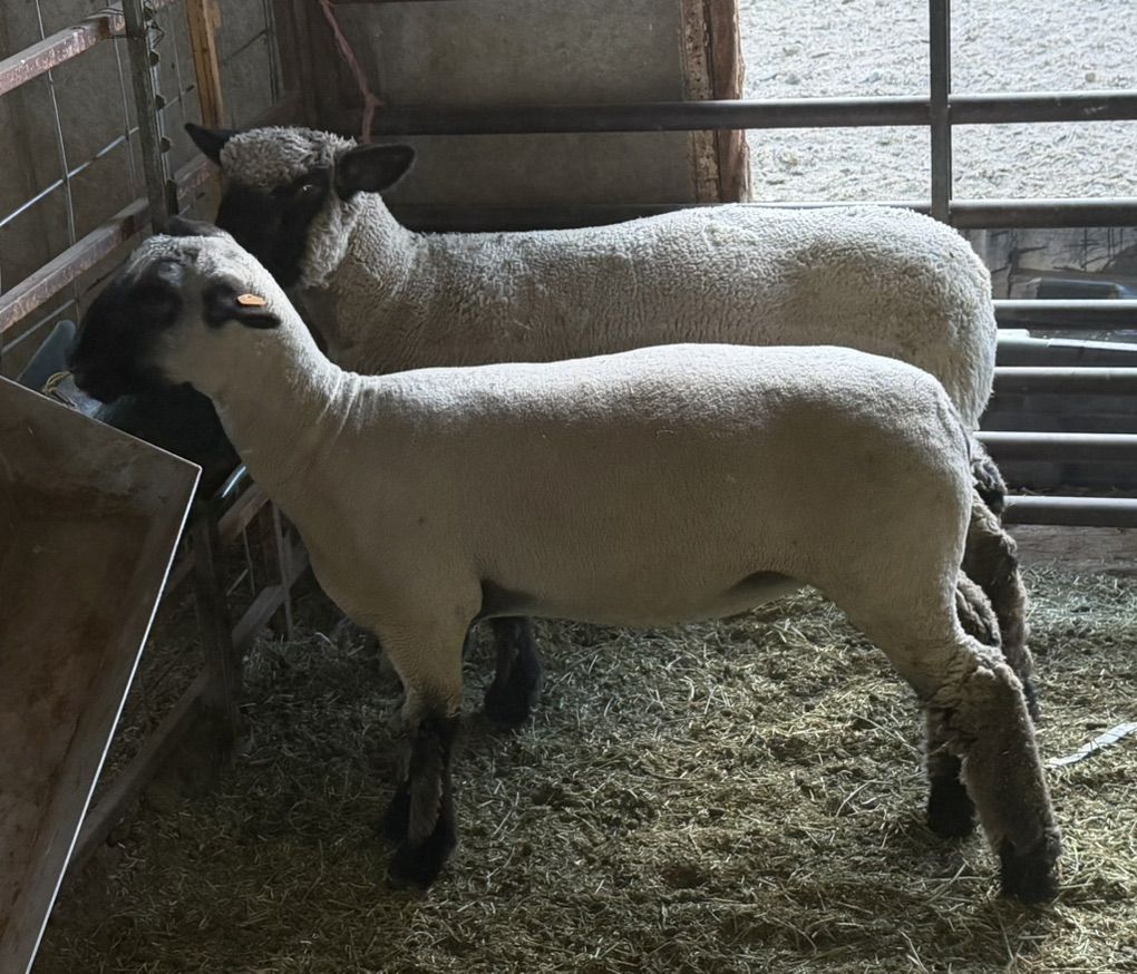 2 Ewe Lambs