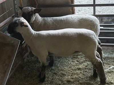 2 Ewe Lambs