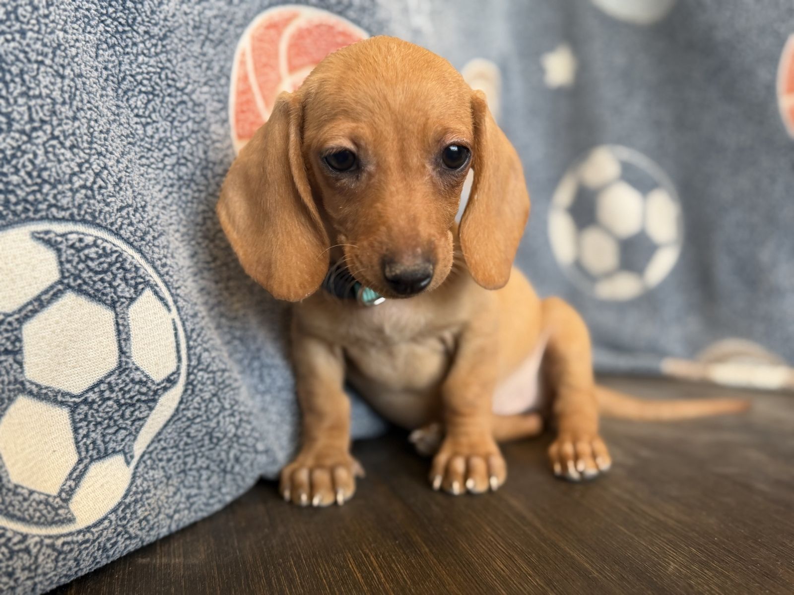 Tweenie weenie dachshund puppies