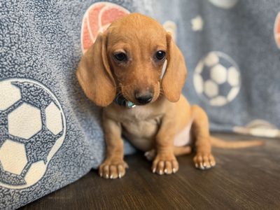 Tweenie weenie dachshund puppies
