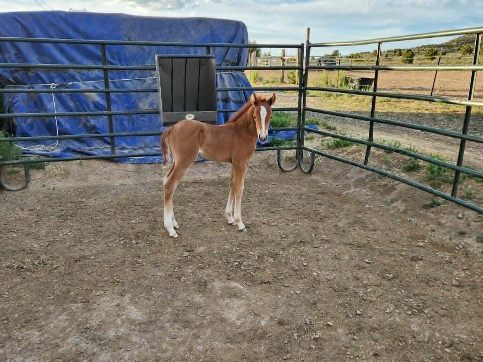2026 Dun Horse Colt