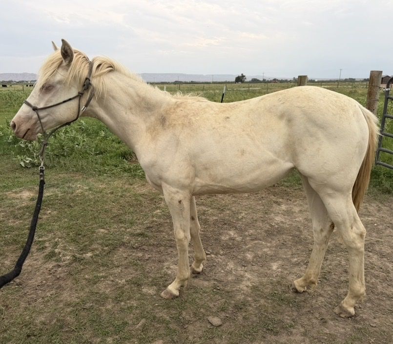 Yearling Grade QH Filly