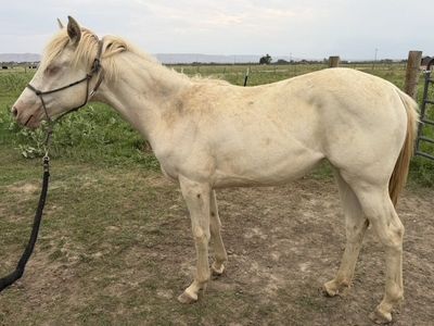 Yearling Grade QH Filly