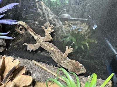 Adult Virgin Pair Chahoua Gecko