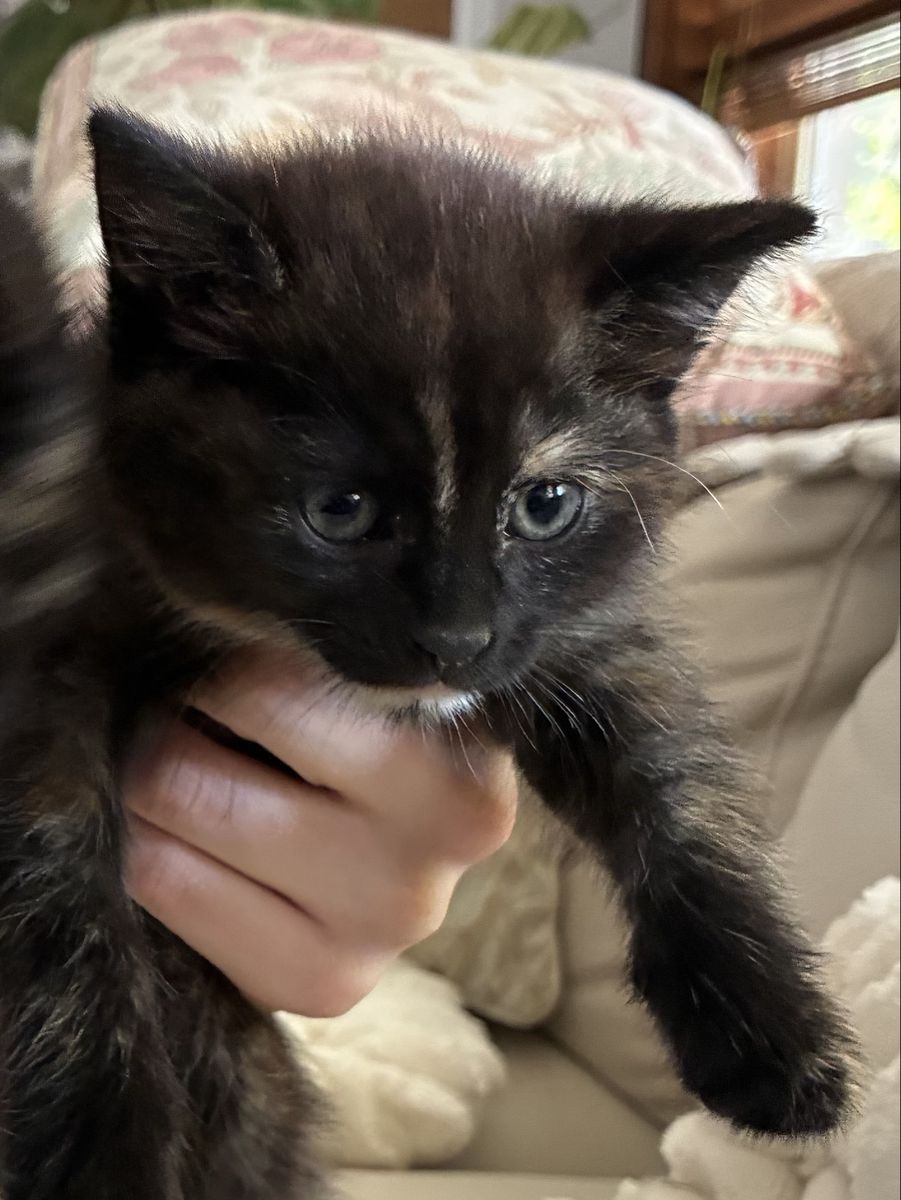 7 week old Kittens