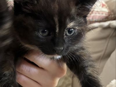 7 week old Kittens