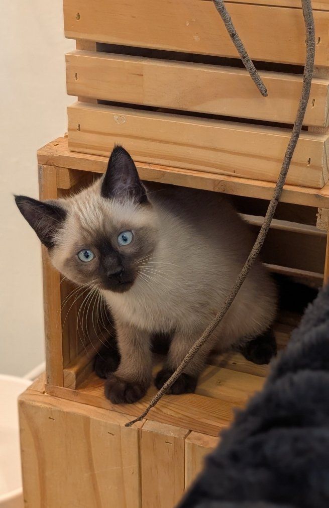 Adorable Male Siamese Kitten now Available to go to loving furrever family! 