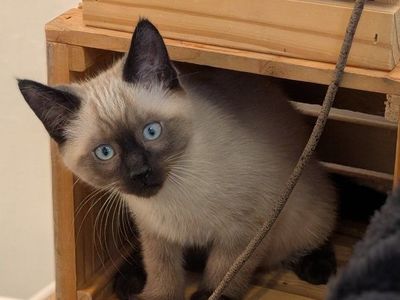 Adorable Male Siamese Kitten now Available to go to loving furrever family!