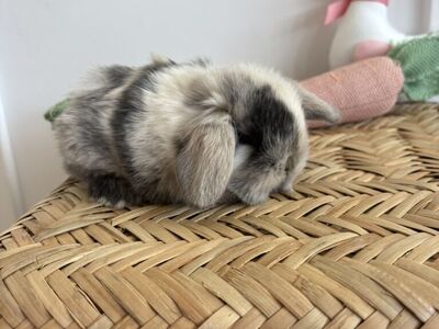 Holland Lop Buck