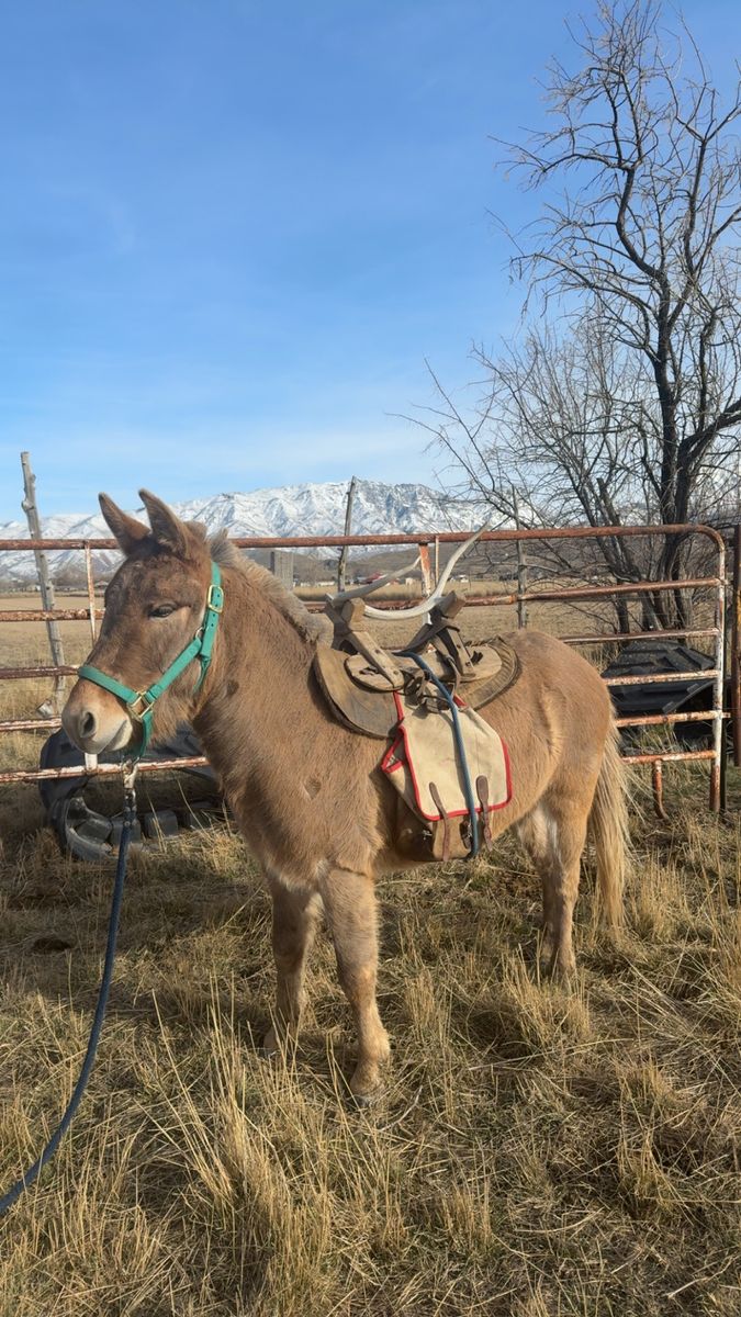 Mini mule 4 yo