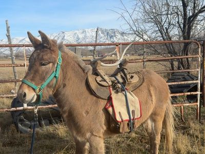 Mini mule 4 yo