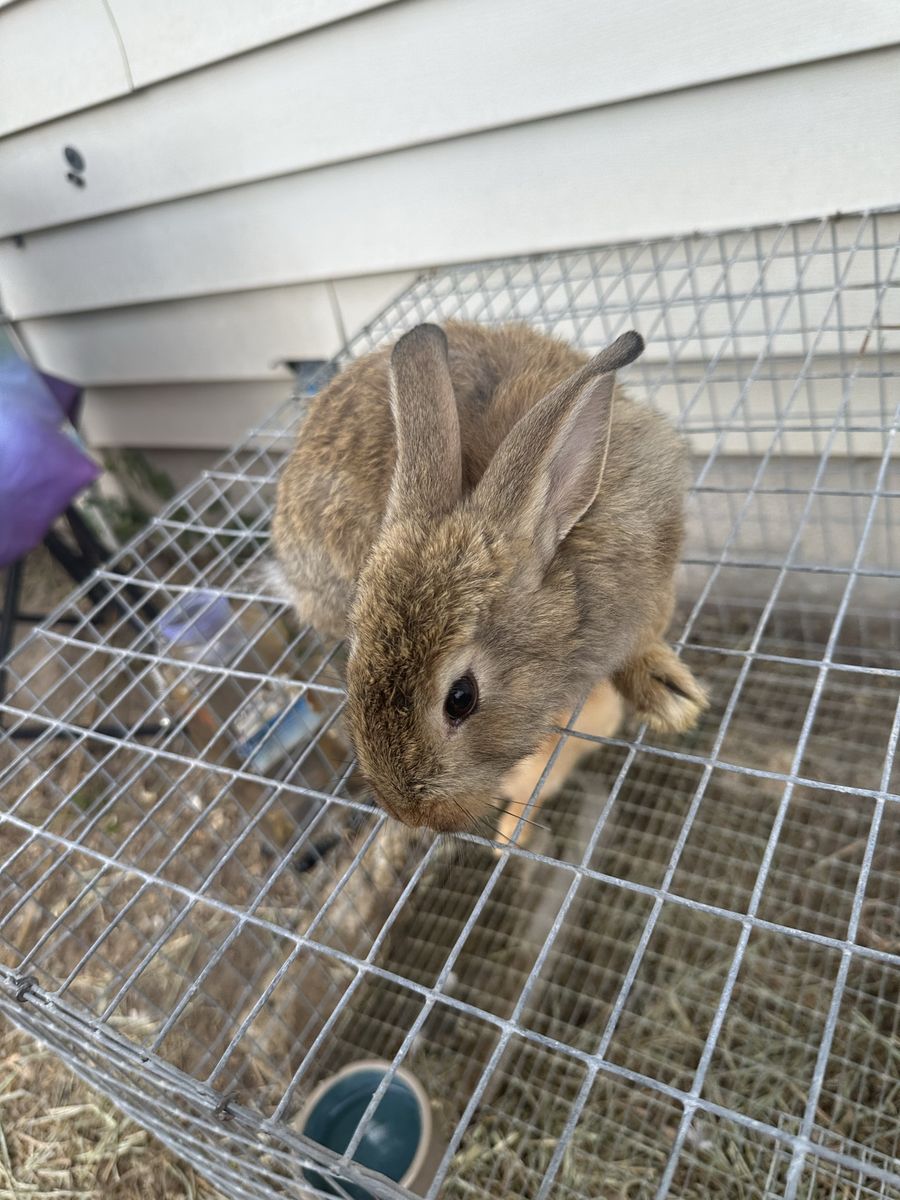 Agouti New Zealand Doe