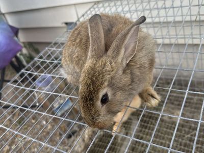 Agouti New Zealand Doe