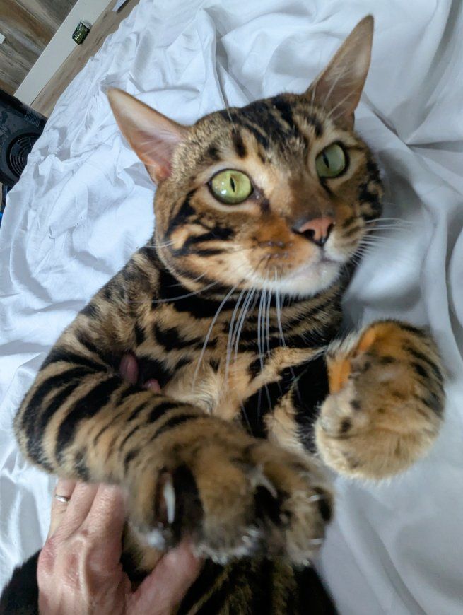 Two adult gorgeous purebred Bengals for sale
