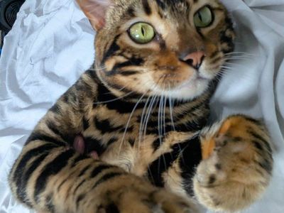 Two adult gorgeous purebred Bengals for sale