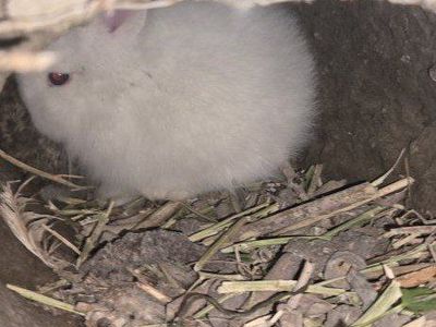 Beautiful Lionhead Bunnies