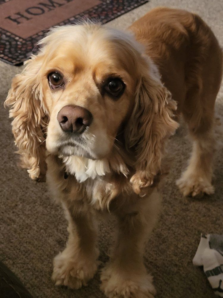 AKC Cocker Spaniel Stud