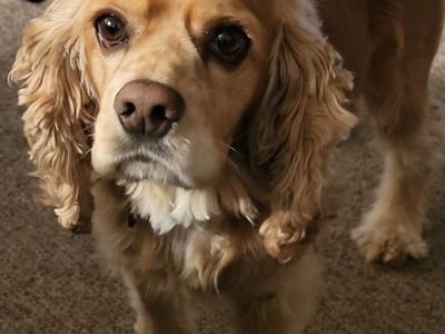 AKC Cocker Spaniel Stud