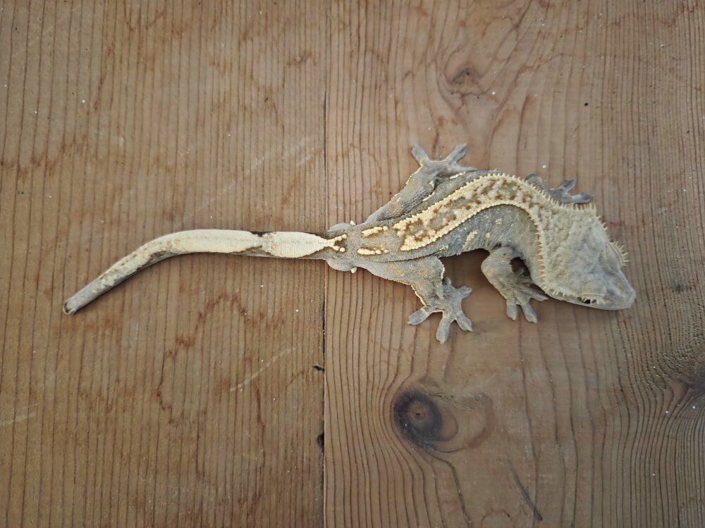 Harlequin X Dalmation creasted gecko yearlings