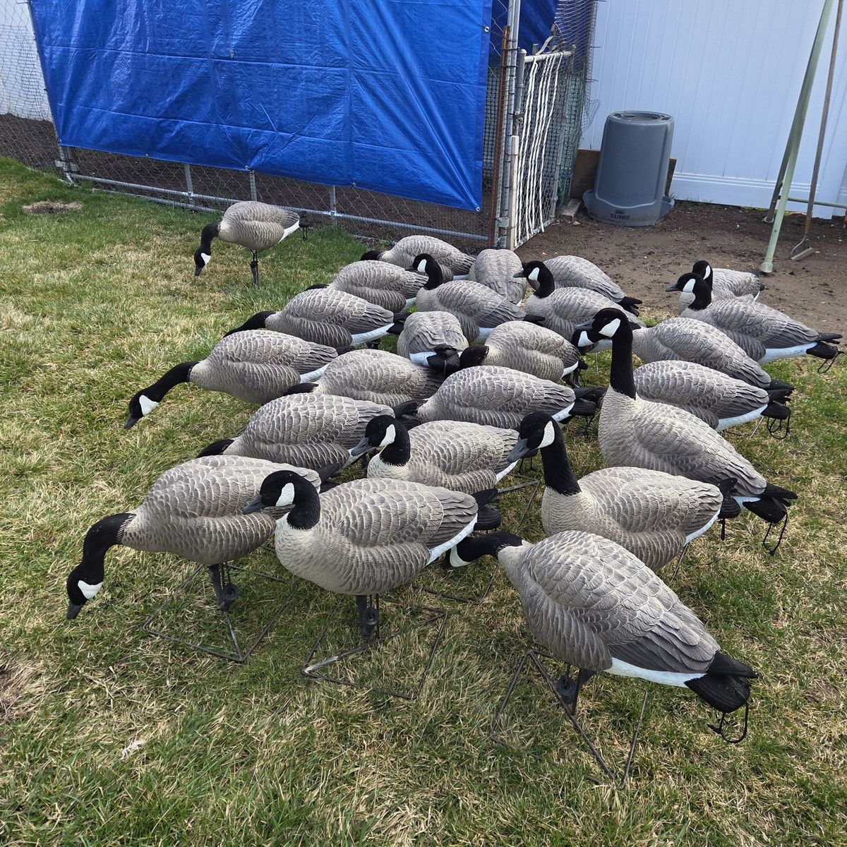 2 dozen goose decoys