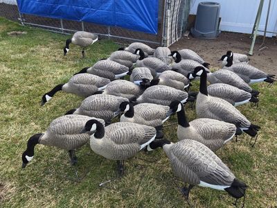 2 dozen goose decoys