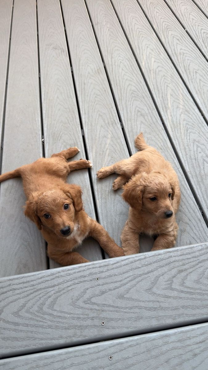 Mini Golden doodle puppies