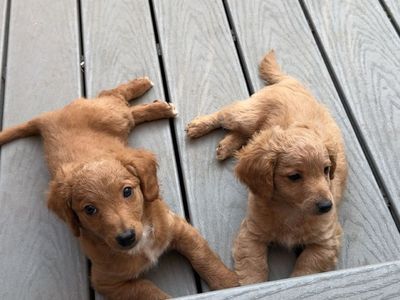 Mini Golden doodle puppies