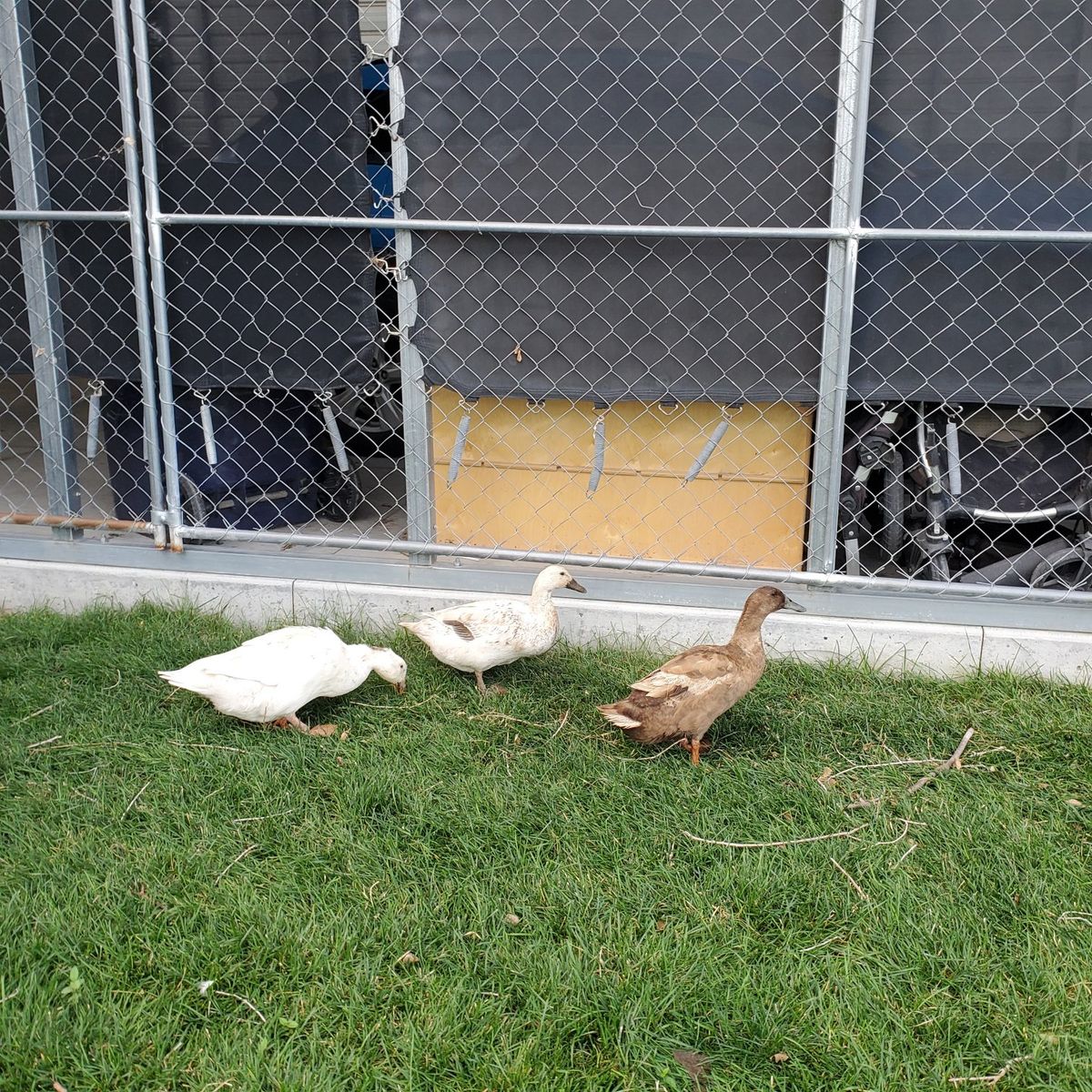 ducks 2 female 1 male