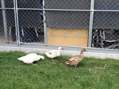 ducks 2 female 1 male