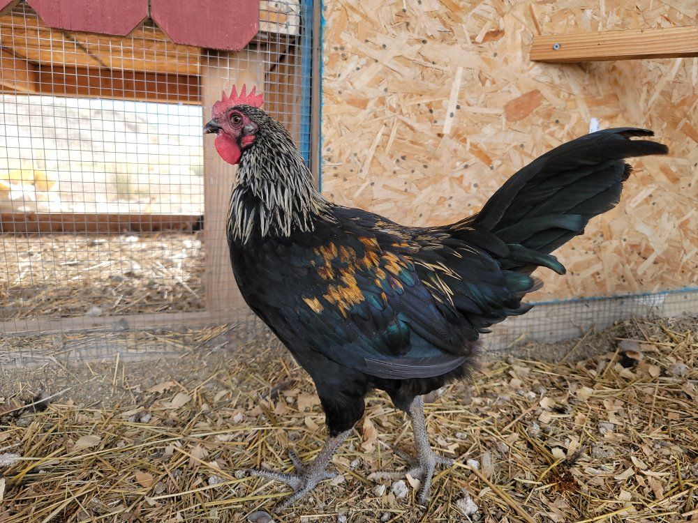 Flash Sale, Young Roosters!