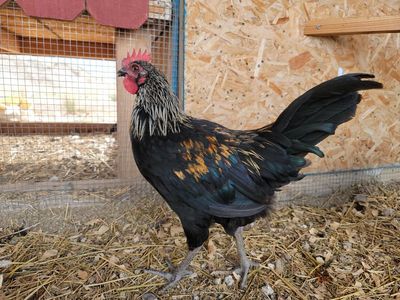 Flash Sale, Young Roosters!