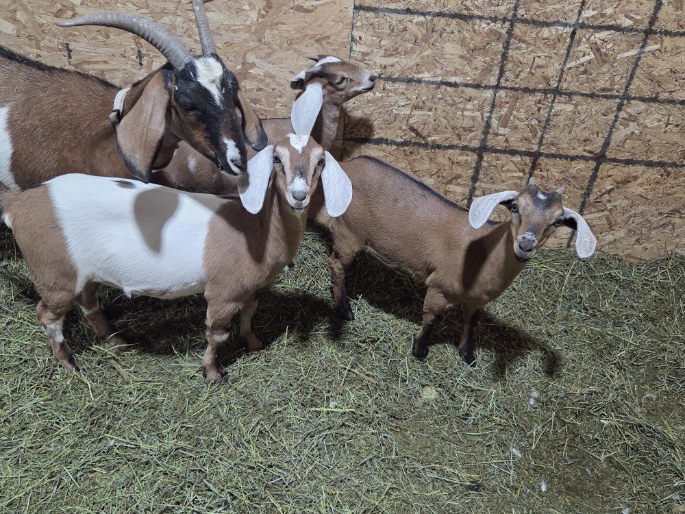 Alpine/Nubian Future Milk Goats (Doelings)