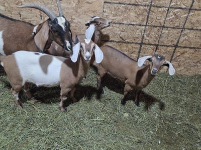 Alpine/Nubian Future Milk Goats (Doelings)