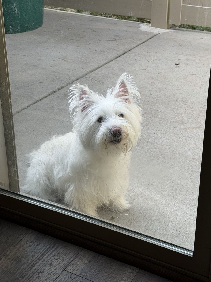 Westie