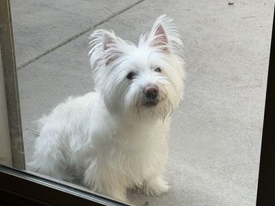 Westie