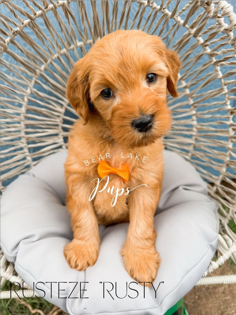 Mini Goldendoodles Ready to go home!!