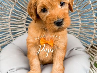 Mini Goldendoodles Ready to go home!!