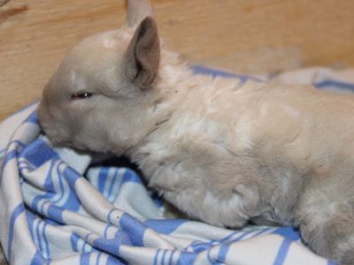 Meet Pearl! Reserve Your Easter Bunny!